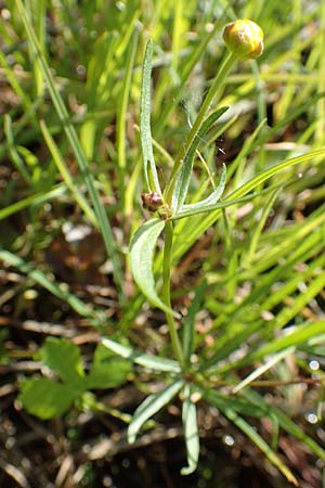 Ranunculus brunnescentoides \ Els&auml;sser R&ouml;richt-Gold-Hahnenfu� / Alsacian Reedbed Goldilocks, F Valff 29.4.2016
