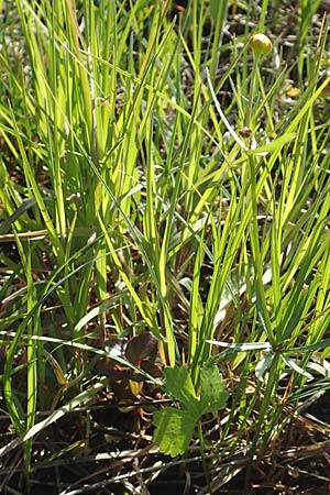 Ranunculus brunnescentoides \ Els&auml;sser R&ouml;richt-Gold-Hahnenfu� / Alsacian Reedbed Goldilocks, F Valff 29.4.2016