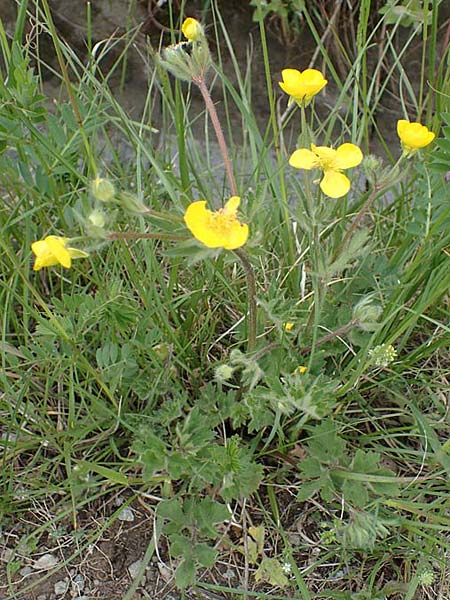 Ranunculus bulbosus \ Knolliger Hahnenfu / Bulbous Buttercup, F Orcieres 29.4.2023