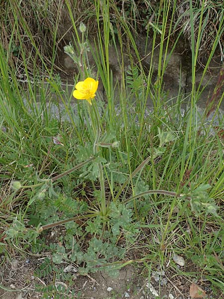 Ranunculus bulbosus \ Knolliger Hahnenfu / Bulbous Buttercup, F Orcieres 29.4.2023