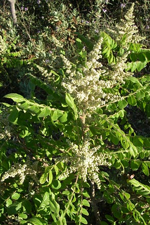 Rhus coriaria \ Gew�rz-Sumach, Gerber-Sumach / Elm-Leaved Sumach, F Frontignan 28.6.2008