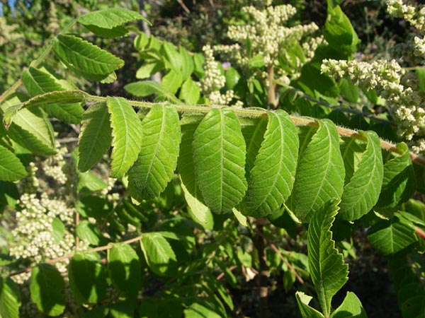 Rhus coriaria \ Gew�rz-Sumach, Gerber-Sumach / Elm-Leaved Sumach, F Frontignan 28.6.2008