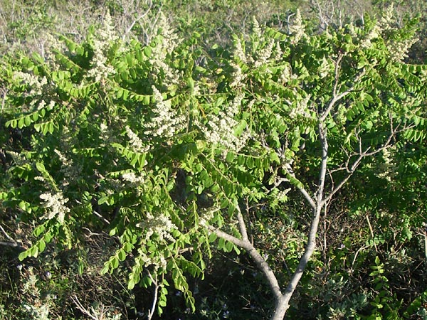 Rhus coriaria \ Gew�rz-Sumach, Gerber-Sumach / Elm-Leaved Sumach, F Frontignan 28.6.2008