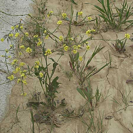 Rapistrum perenne \ Ausdauernder Rapsdotter / Steppe Cabbage, F Corbières, Talairan 13.5.2007