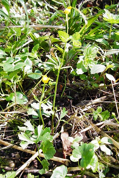 Ranunculus engelianus \ Engels Gold-Hahnenfu� / Engel's Goldilocks, F Mussig 18.4.2015