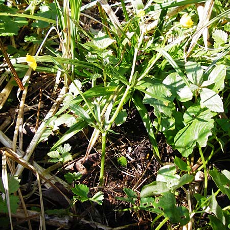 Ranunculus engelianus \ Engels Gold-Hahnenfu� / Engel's Goldilocks, F Mussig 18.4.2015