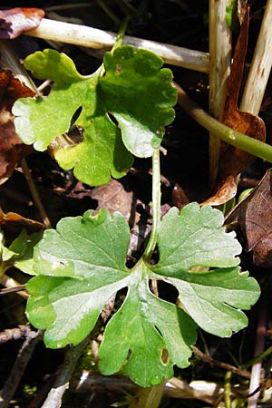 Ranunculus engelianus \ Engels Gold-Hahnenfu� / Engel's Goldilocks, F Mussig 18.4.2015