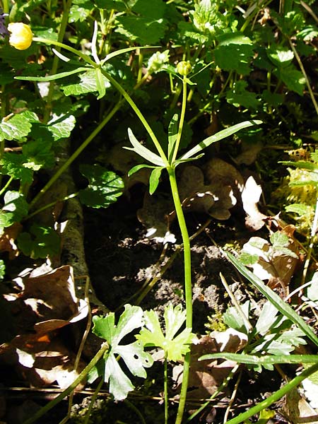 Ranunculus engelianus \ Engels Gold-Hahnenfu� / Engel's Goldilocks, F Mussig 18.4.2015