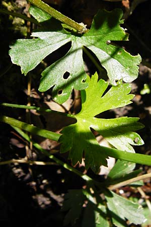 Ranunculus engelianus \ Engels Gold-Hahnenfu� / Engel's Goldilocks, F Mussig 18.4.2015