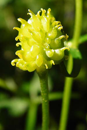 Ranunculus engelianus \ Engels Gold-Hahnenfu� / Engel's Goldilocks, F Mussig 18.4.2015