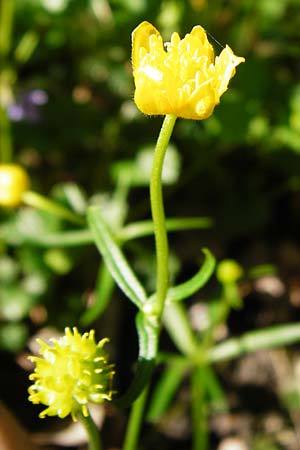 Ranunculus engelianus \ Engels Gold-Hahnenfu� / Engel's Goldilocks, F Mussig 18.4.2015