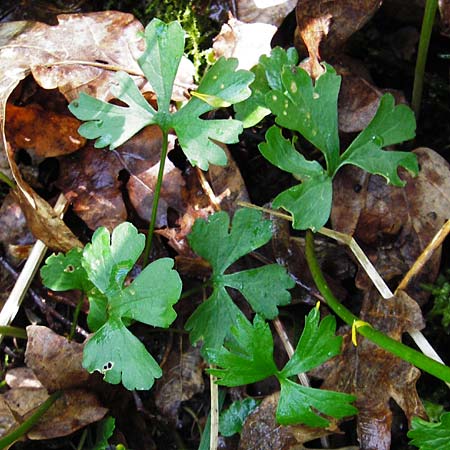 Ranunculus engelianus \ Engels Gold-Hahnenfu� / Engel's Goldilocks, F Mussig 18.4.2015
