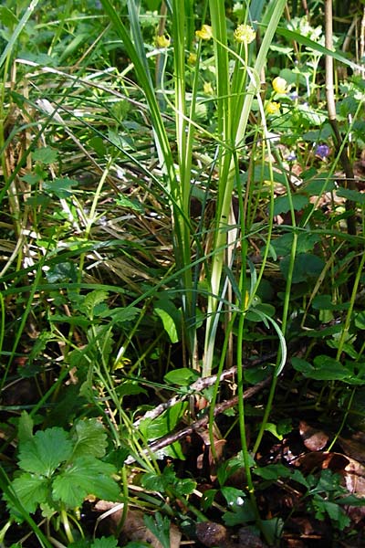 Ranunculus engelianus \ Engels Gold-Hahnenfu� / Engel's Goldilocks, F Mussig 18.4.2015