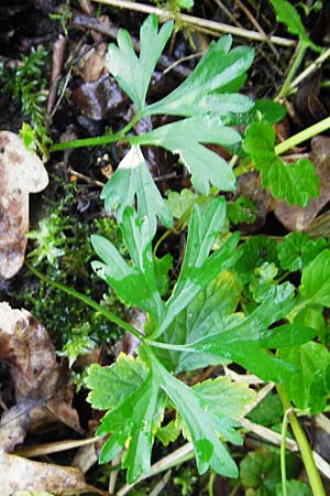 Ranunculus engelianus \ Engels Gold-Hahnenfu� / Engel's Goldilocks, F Mussig 18.4.2015