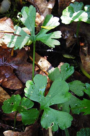 Ranunculus engelianus \ Engels Gold-Hahnenfu� / Engel's Goldilocks, F Mussig 18.4.2015