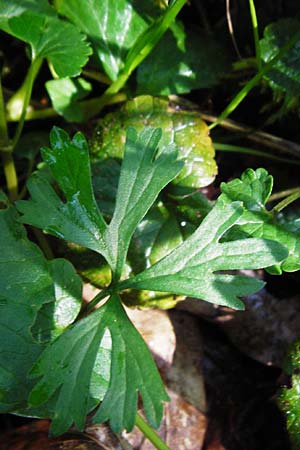 Ranunculus engelianus \ Engels Gold-Hahnenfu� / Engel's Goldilocks, F Mussig 18.4.2015