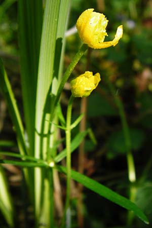 Ranunculus engelianus \ Engels Gold-Hahnenfu� / Engel's Goldilocks, F Mussig 18.4.2015