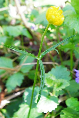 Ranunculus engelianus \ Engels Gold-Hahnenfu� / Engel's Goldilocks, F Mussig 18.4.2015