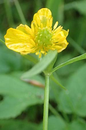 Ranunculus contegens \ Bedeckter Gold-Hahnenfu� / Overlapping Goldilocks, F Forstfeld 29.4.2016