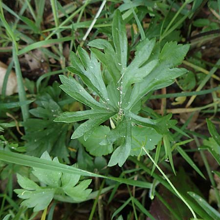 Ranunculus contegens \ Bedeckter Gold-Hahnenfu� / Overlapping Goldilocks, F Forstfeld 29.4.2016