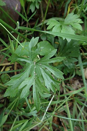 Ranunculus contegens \ Bedeckter Gold-Hahnenfu� / Overlapping Goldilocks, F Forstfeld 29.4.2016