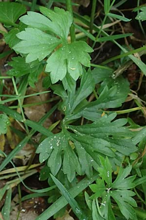 Ranunculus contegens \ Bedeckter Gold-Hahnenfu� / Overlapping Goldilocks, F Forstfeld 29.4.2016