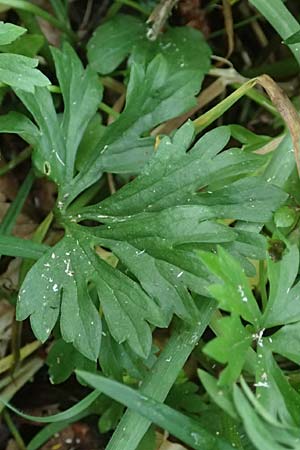 Ranunculus contegens \ Bedeckter Gold-Hahnenfu� / Overlapping Goldilocks, F Forstfeld 29.4.2016