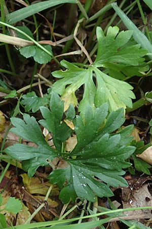 Ranunculus contegens \ Bedeckter Gold-Hahnenfu� / Overlapping Goldilocks, F Forstfeld 29.4.2016