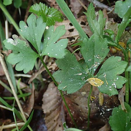 Ranunculus contegens \ Bedeckter Gold-Hahnenfu� / Overlapping Goldilocks, F Forstfeld 29.4.2016