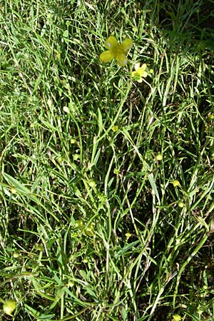 Ranunculus flammula \ Brennender Hahnenfu / Lesser Spearwort, F Vogesen/Vosges, Lac de la Lauch 3.8.2008