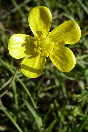 Ranunculus flammula \ Brennender Hahnenfu / Lesser Spearwort, F Vogesen/Vosges, Lac de la Lauch 3.8.2008
