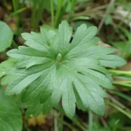 Ranunculus forstfeldensis \ Forstfelder Gold-Hahnenfu� / Forstfeld Goldilocks, F Forstfeld 29.4.2016