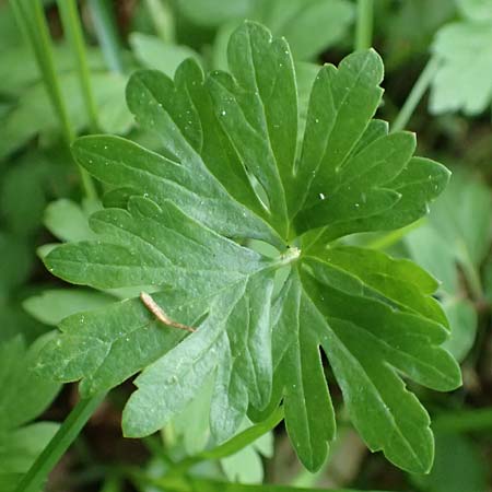 Ranunculus forstfeldensis \ Forstfelder Gold-Hahnenfu� / Forstfeld Goldilocks, F Forstfeld 29.4.2016