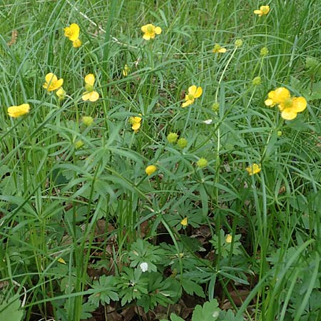 Ranunculus forstfeldensis \ Forstfelder Gold-Hahnenfu� / Forstfeld Goldilocks, F Forstfeld 29.4.2016