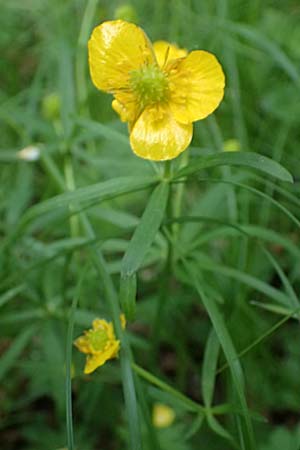 Ranunculus forstfeldensis \ Forstfelder Gold-Hahnenfu� / Forstfeld Goldilocks, F Forstfeld 29.4.2016