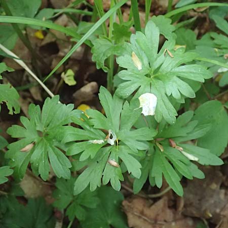 Ranunculus forstfeldensis \ Forstfelder Gold-Hahnenfu� / Forstfeld Goldilocks, F Forstfeld 29.4.2016