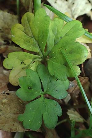 Ranunculus forstfeldensis \ Forstfelder Gold-Hahnenfu� / Forstfeld Goldilocks, F Forstfeld 29.4.2016