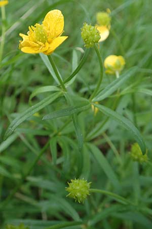 Ranunculus forstfeldensis \ Forstfelder Gold-Hahnenfu� / Forstfeld Goldilocks, F Forstfeld 29.4.2016