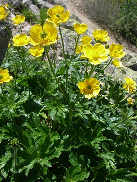 Ranunculus gouanii \ Gouans Hahnenfu / Gouan's Buttercup, F Col de Lautaret Botan. Gar. 28.6.2008