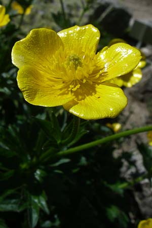 Ranunculus gouanii \ Gouans Hahnenfu / Gouan's Buttercup, F Col de Lautaret Botan. Gar. 28.6.2008