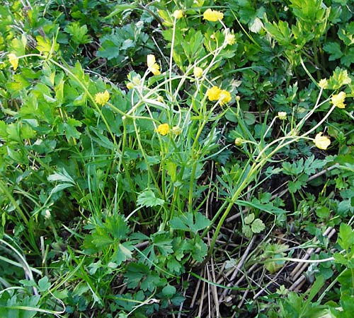 Ranunculus geissertii \ Geisserts Gold-Hahnenfu / Geissert's Goldilocks, F Forstfeld 18.4.2015