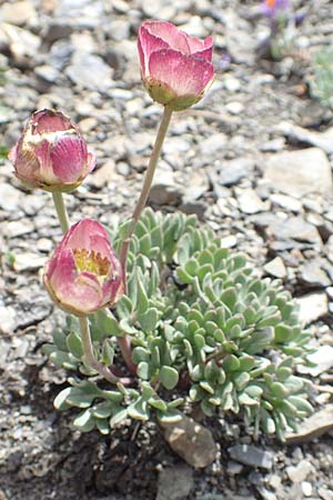 Ranunculus glacialis \ Gletscher-Hahnenfu / Glacier Crowfoot, F Col de la Bonette 8.7.2016
