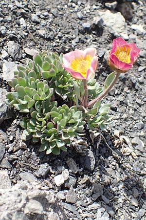Ranunculus glacialis \ Gletscher-Hahnenfu / Glacier Crowfoot, F Col de la Bonette 8.7.2016