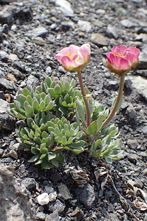 Ranunculus glacialis \ Gletscher-Hahnenfu / Glacier Crowfoot, F Col de la Bonette 8.7.2016