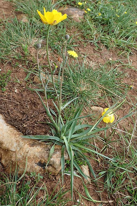 Ranunculus gramineus \ Grasblttriger Hahnenfu / Grass-Leaved Buttercup, F Brochon 28.4.2023