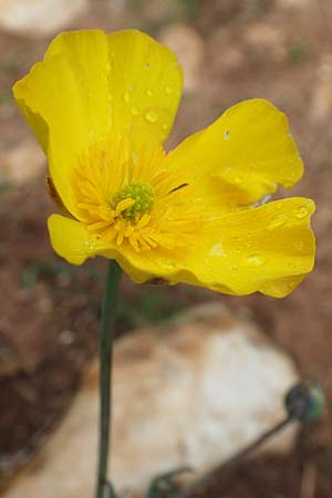 Ranunculus gramineus \ Grasblttriger Hahnenfu / Grass-Leaved Buttercup, F Brochon 28.4.2023