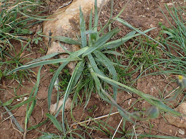 Ranunculus gramineus \ Grasblttriger Hahnenfu / Grass-Leaved Buttercup, F Brochon 28.4.2023