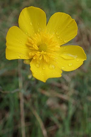 Ranunculus gramineus \ Grasblttriger Hahnenfu / Grass-Leaved Buttercup, F Brochon 28.4.2023