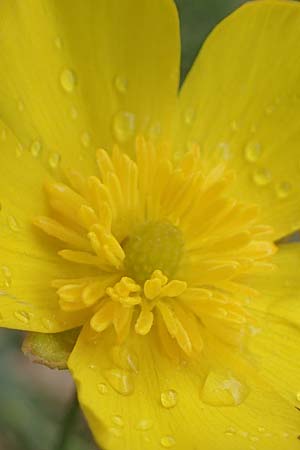 Ranunculus gramineus \ Grasblttriger Hahnenfu / Grass-Leaved Buttercup, F Brochon 28.4.2023