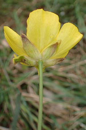 Ranunculus gramineus \ Grasblttriger Hahnenfu / Grass-Leaved Buttercup, F Brochon 28.4.2023